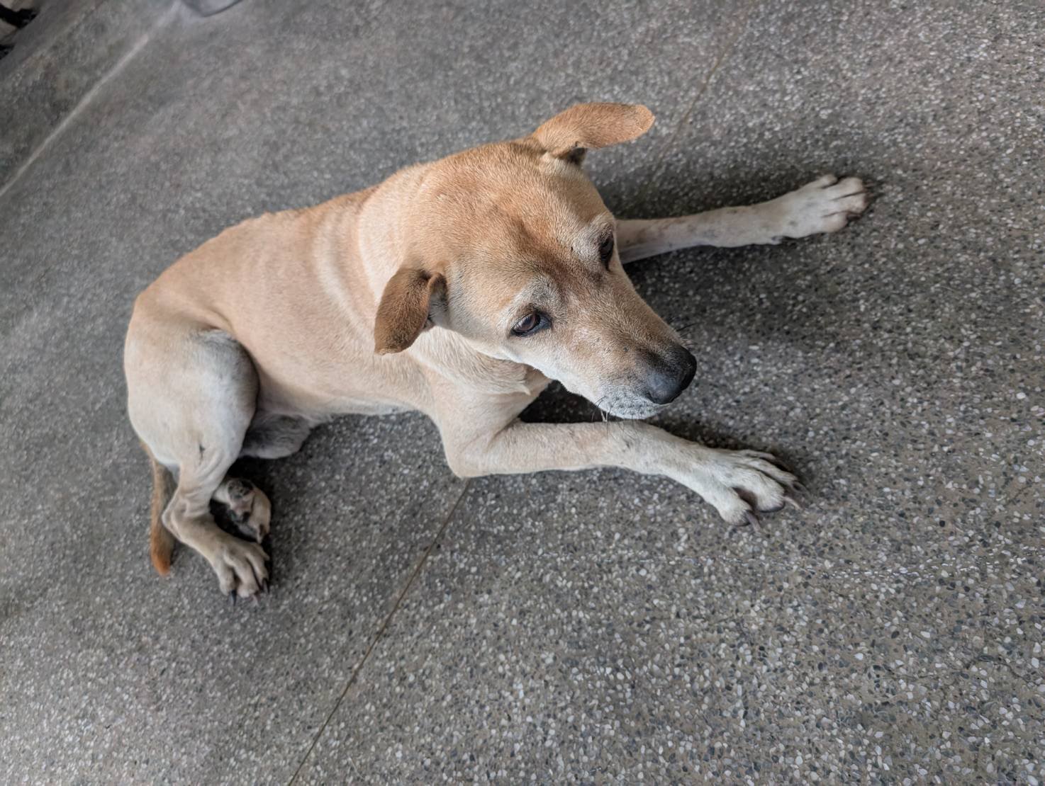 混種犬