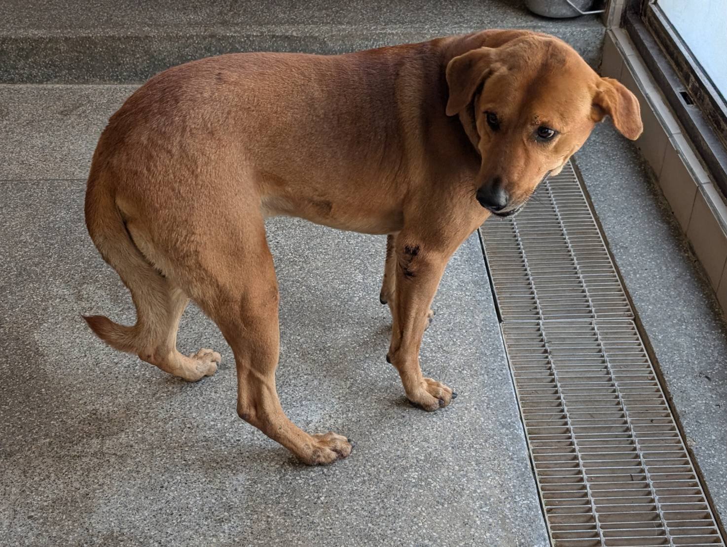 混種犬