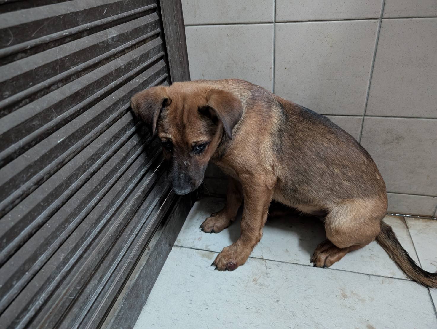 混種犬