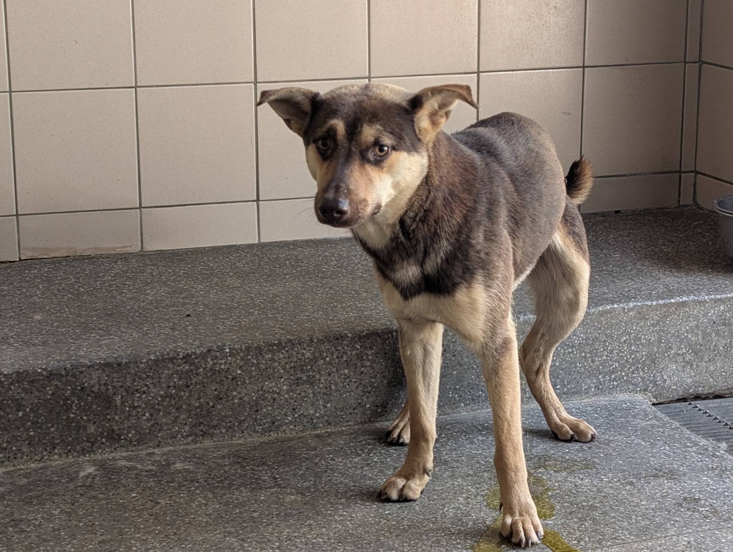 混種犬