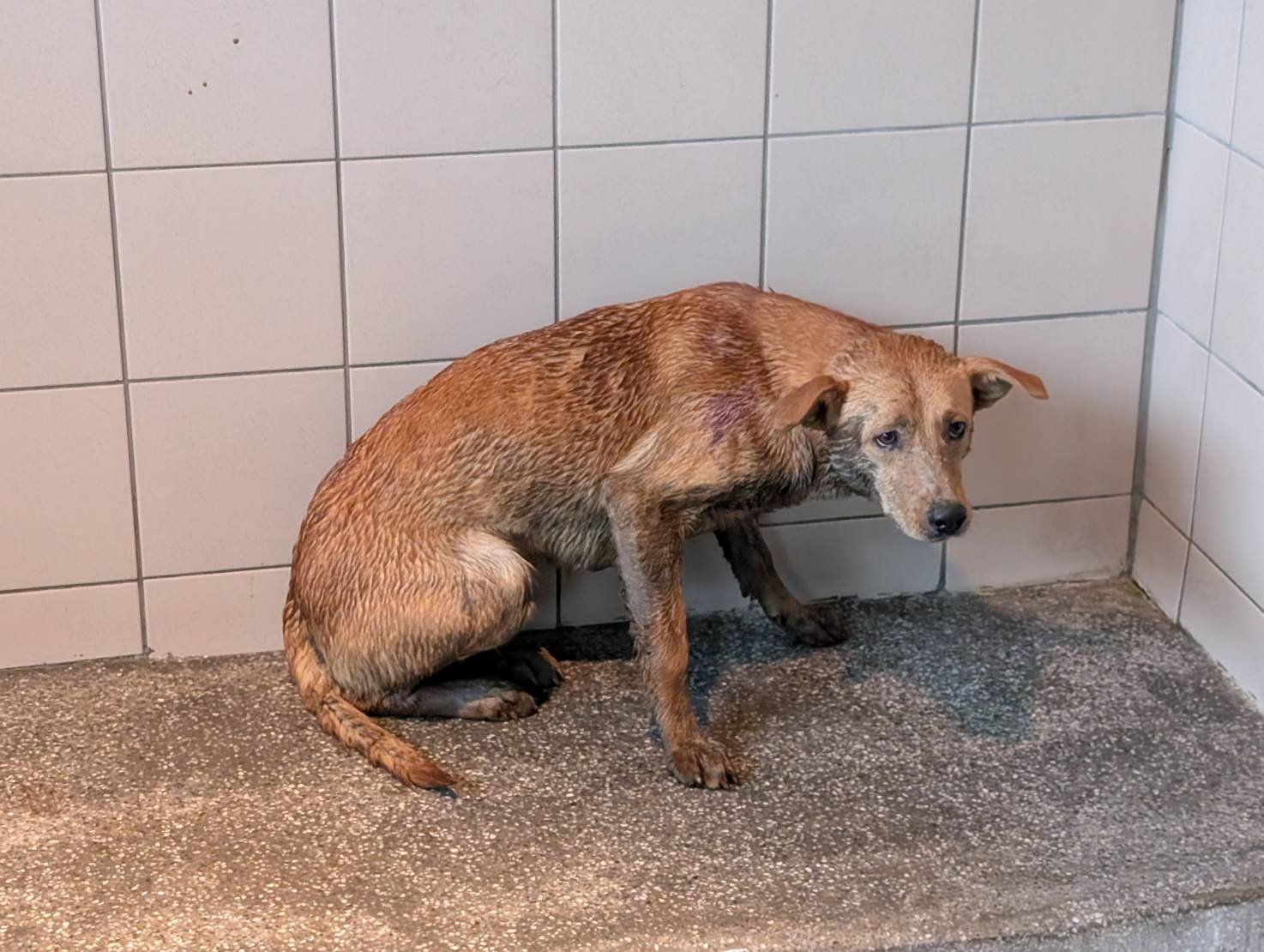 混種犬