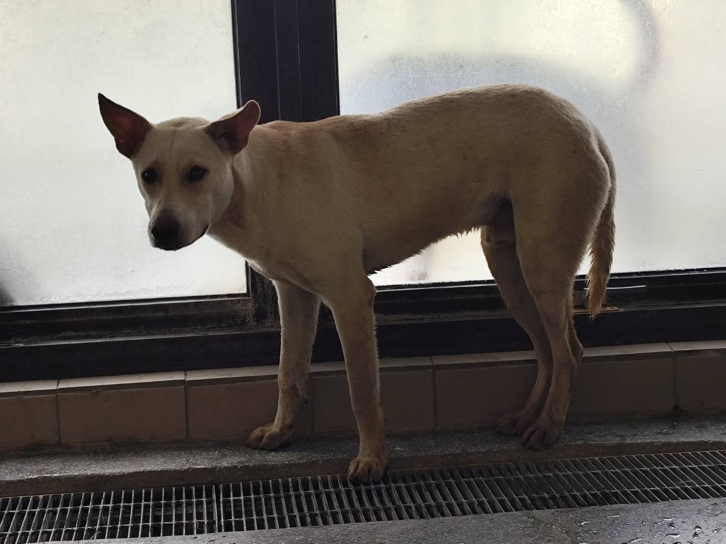 混種犬
