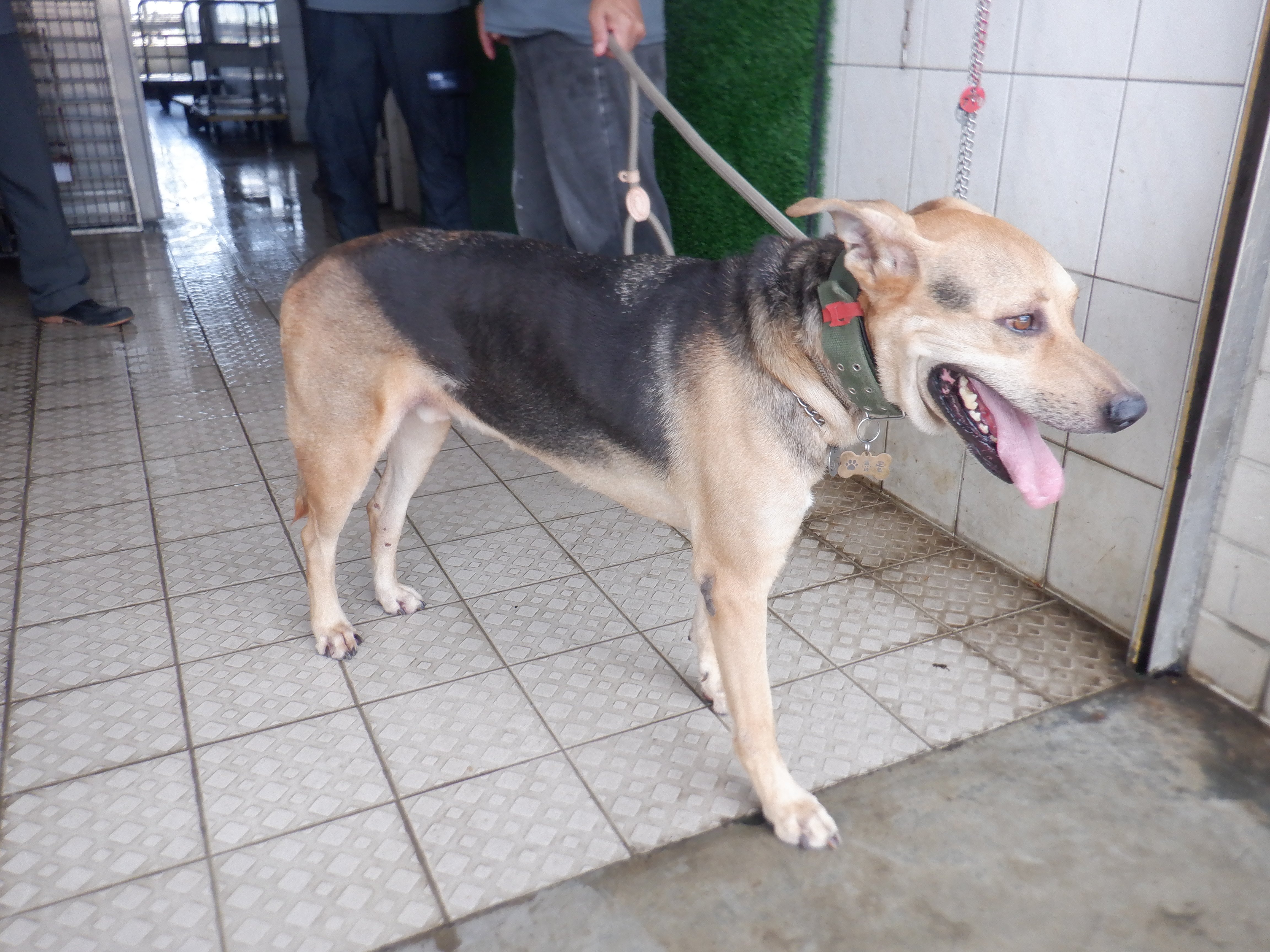 混種犬