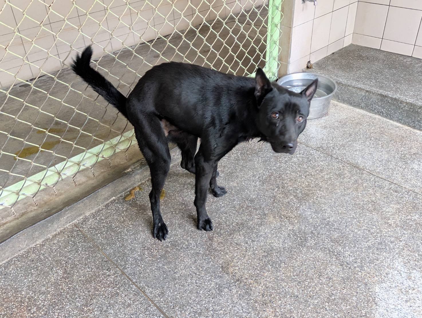 混種犬