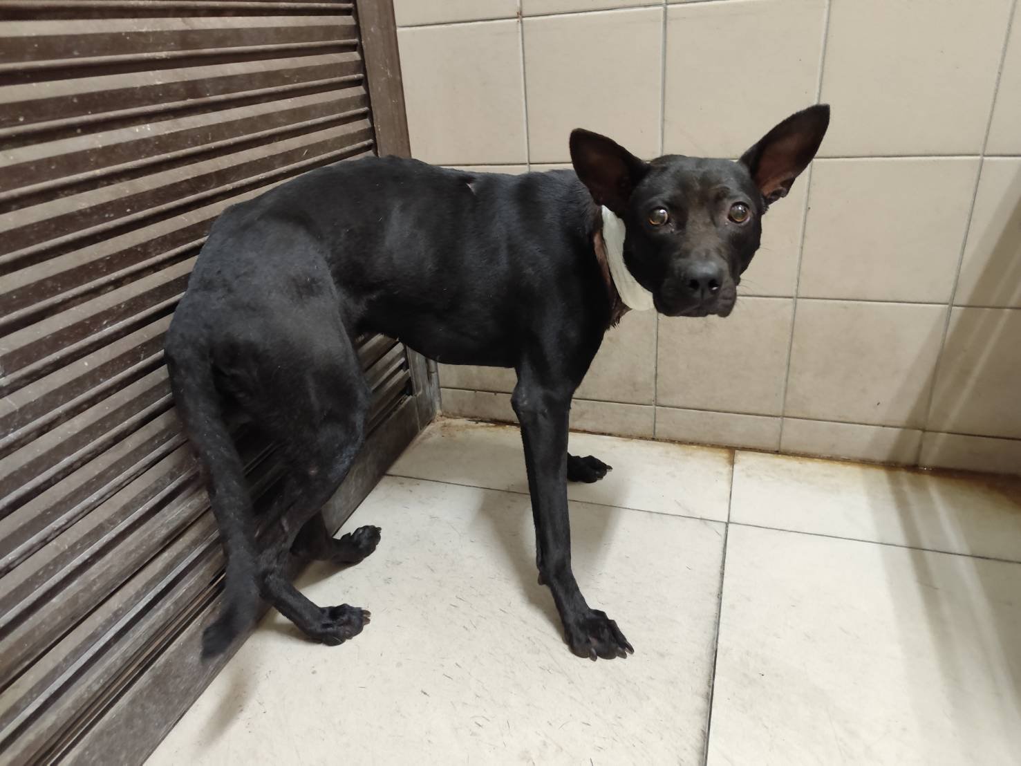 混種犬