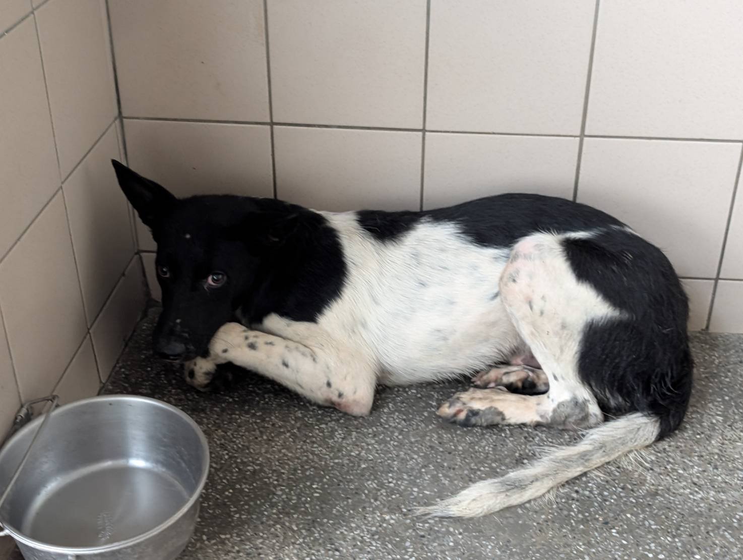 混種犬
