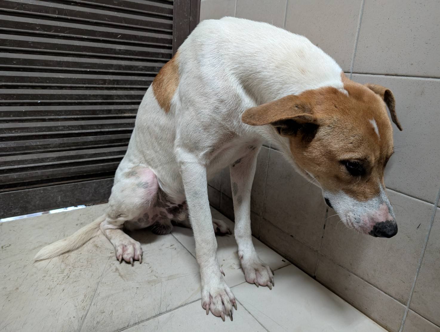 混種犬