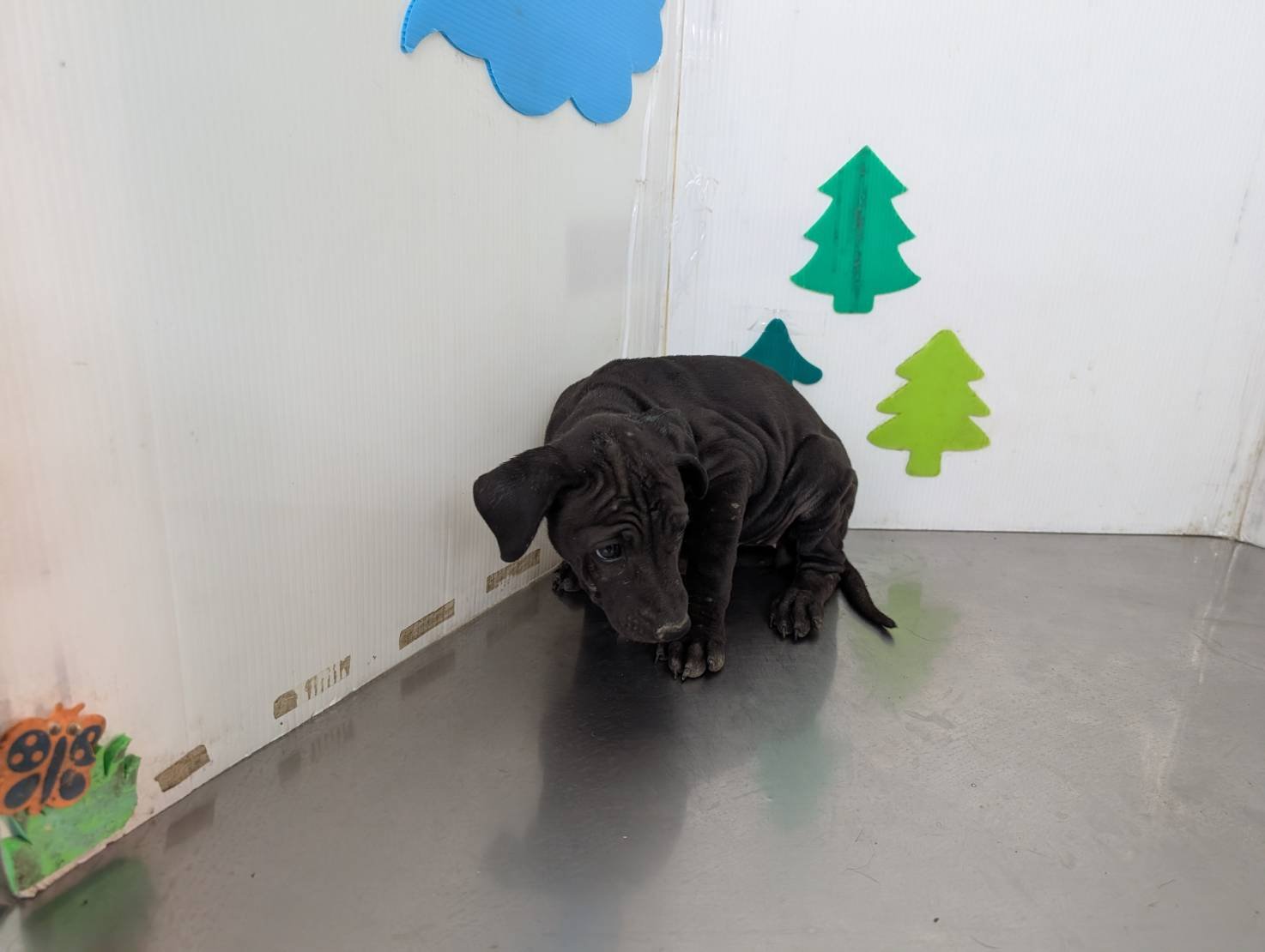 混種犬