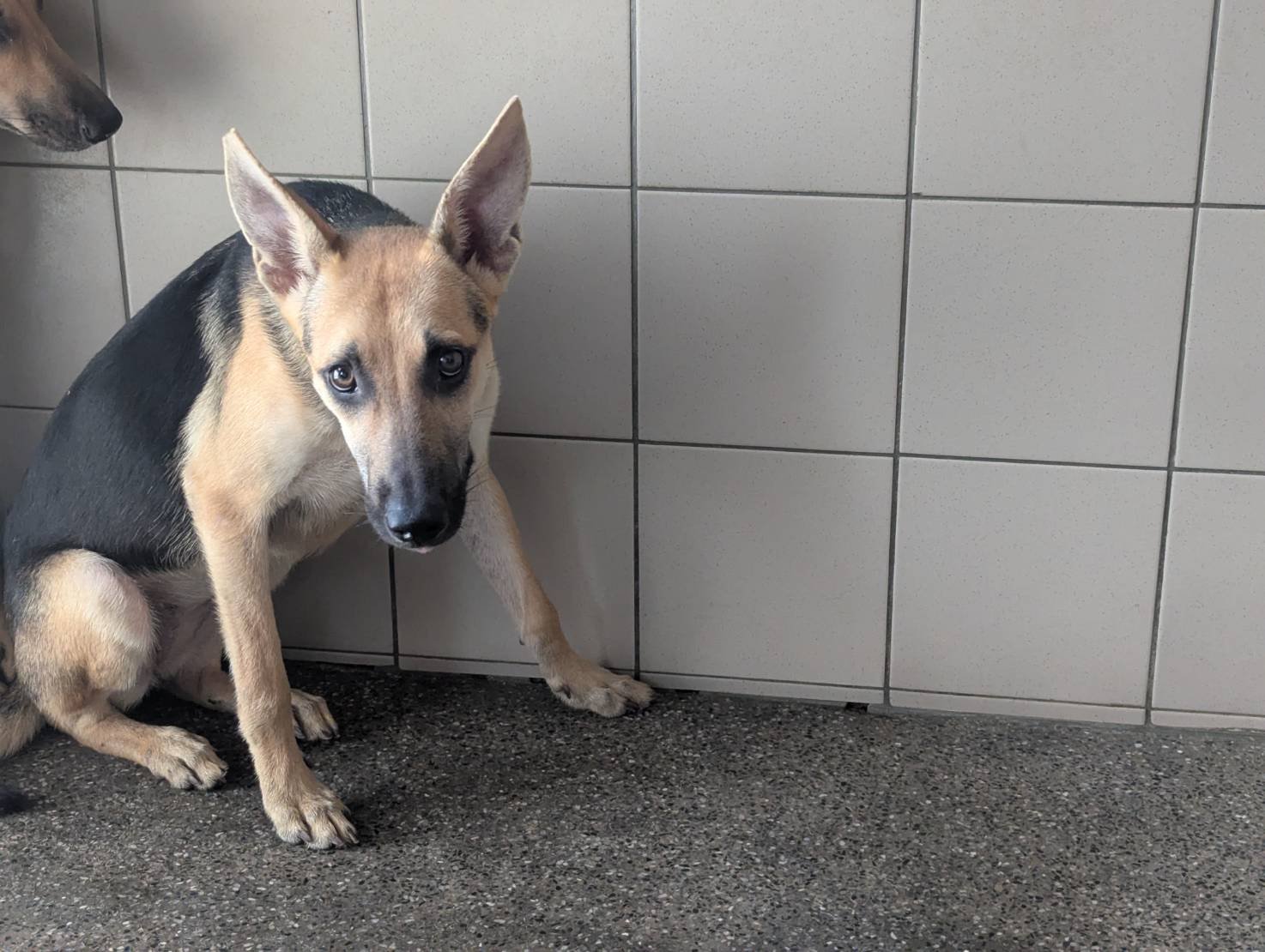 混種犬