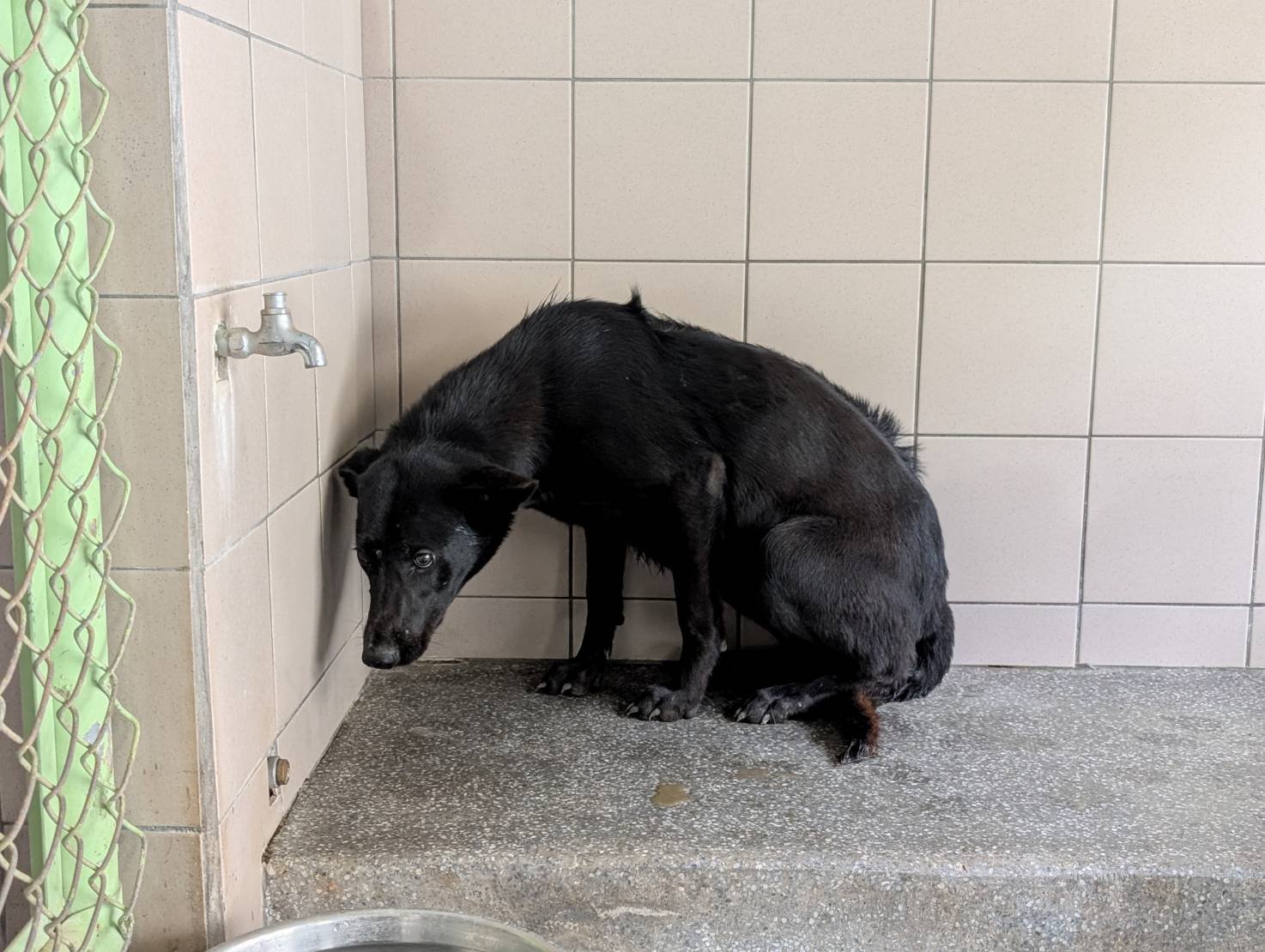 混種犬