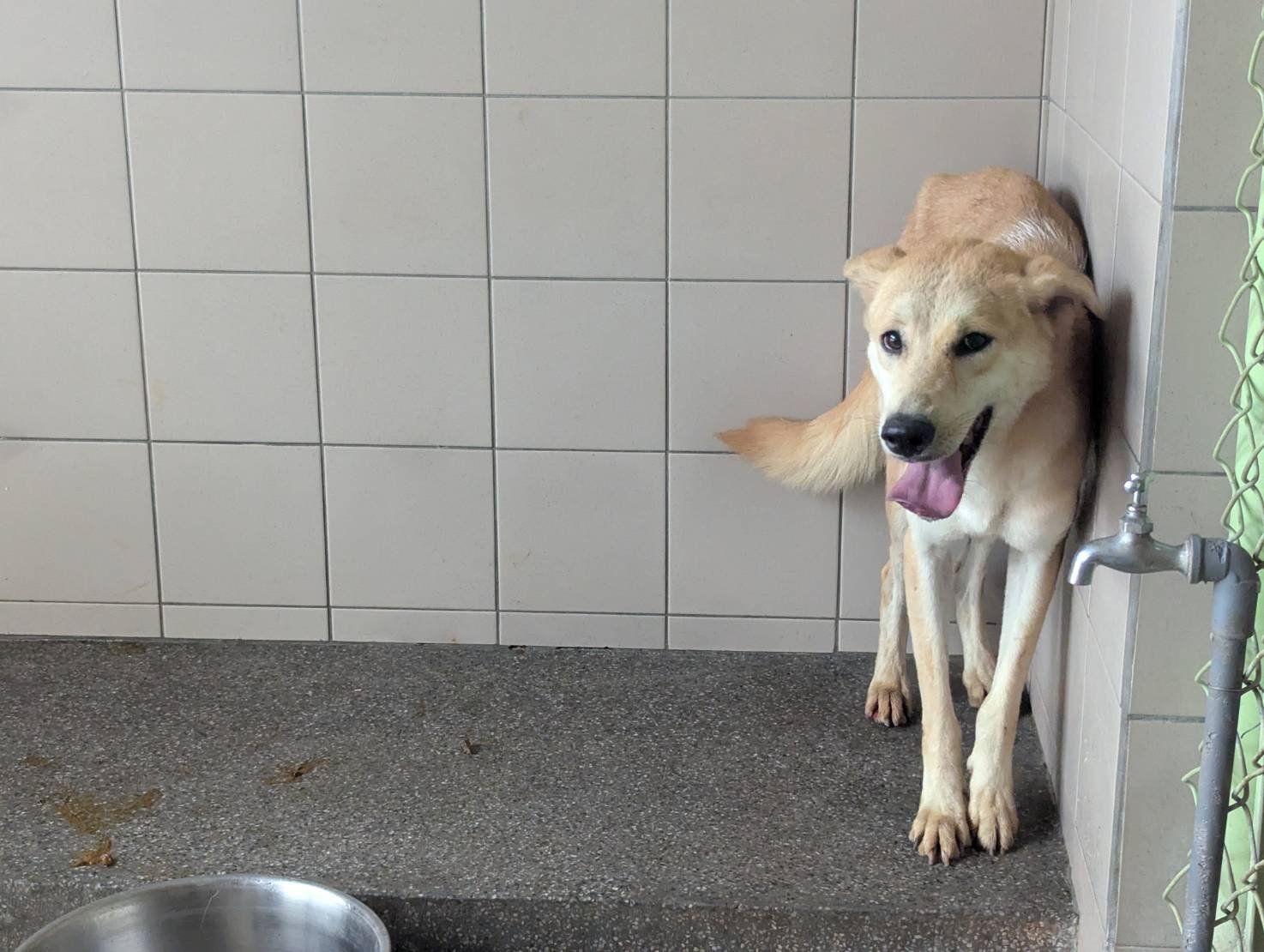 混種犬