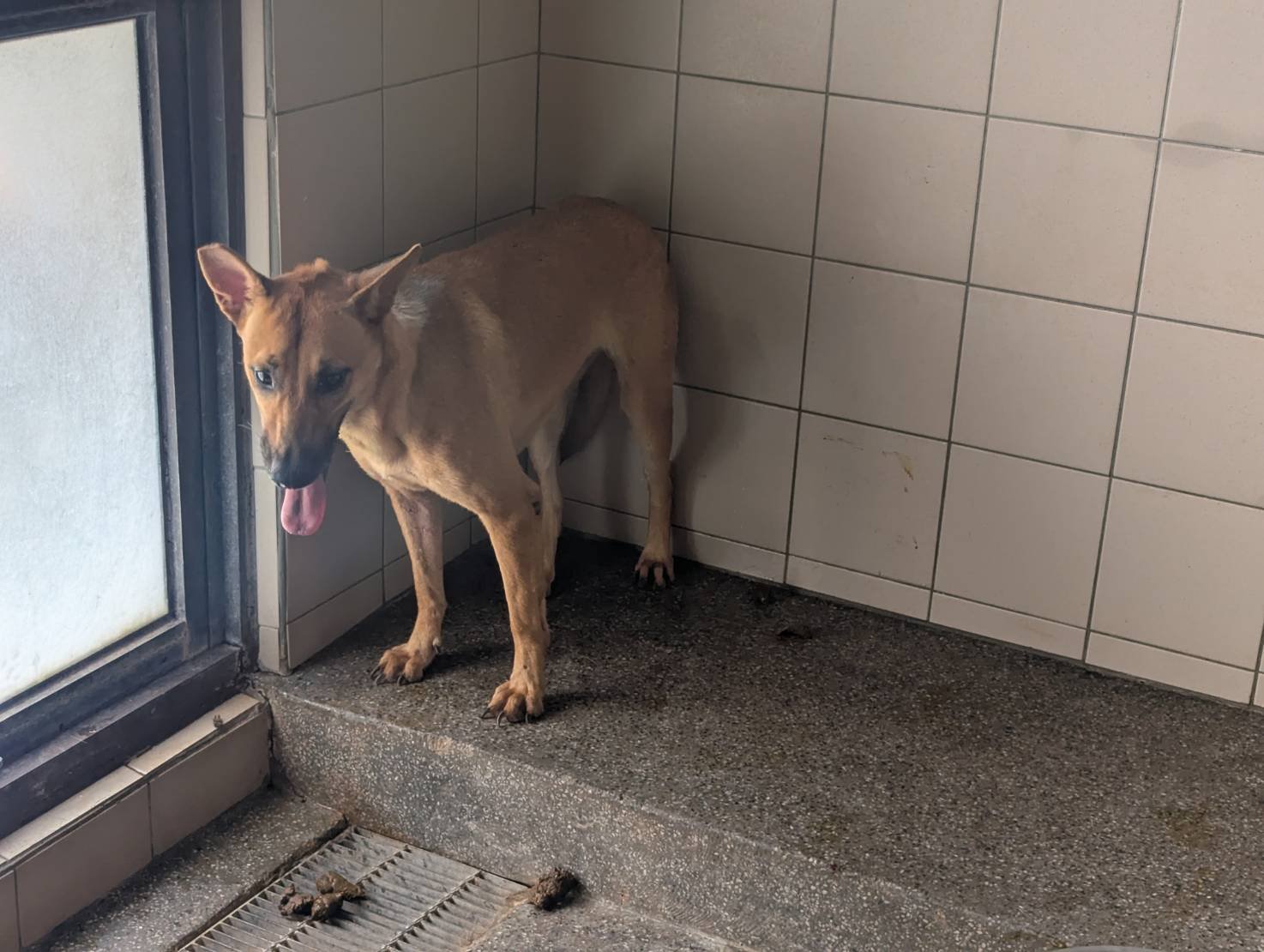 混種犬