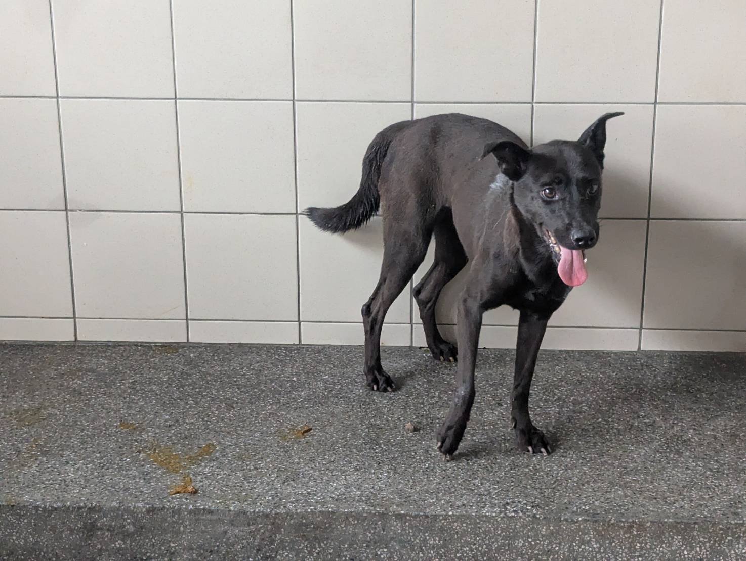 混種犬