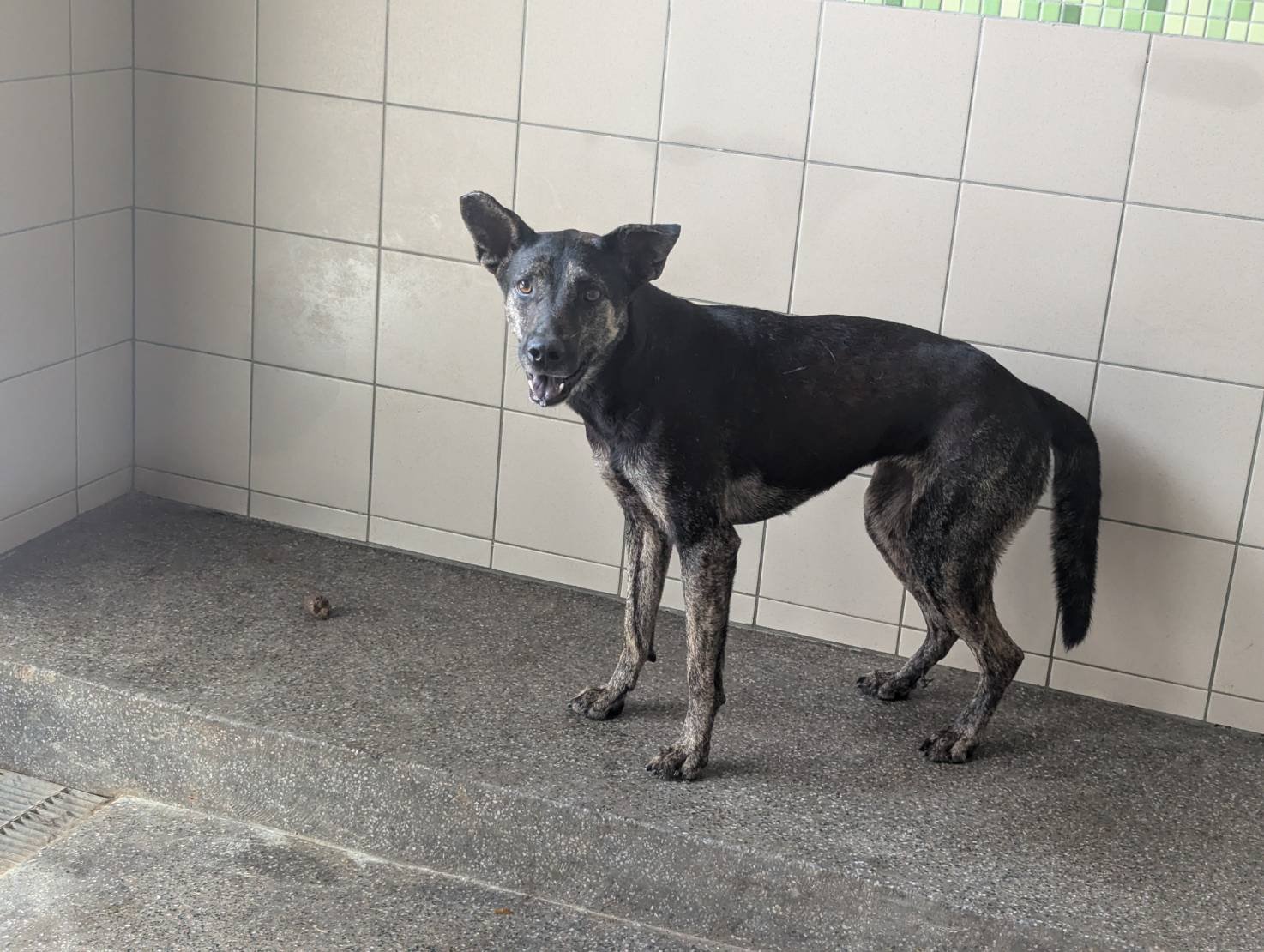 混種犬