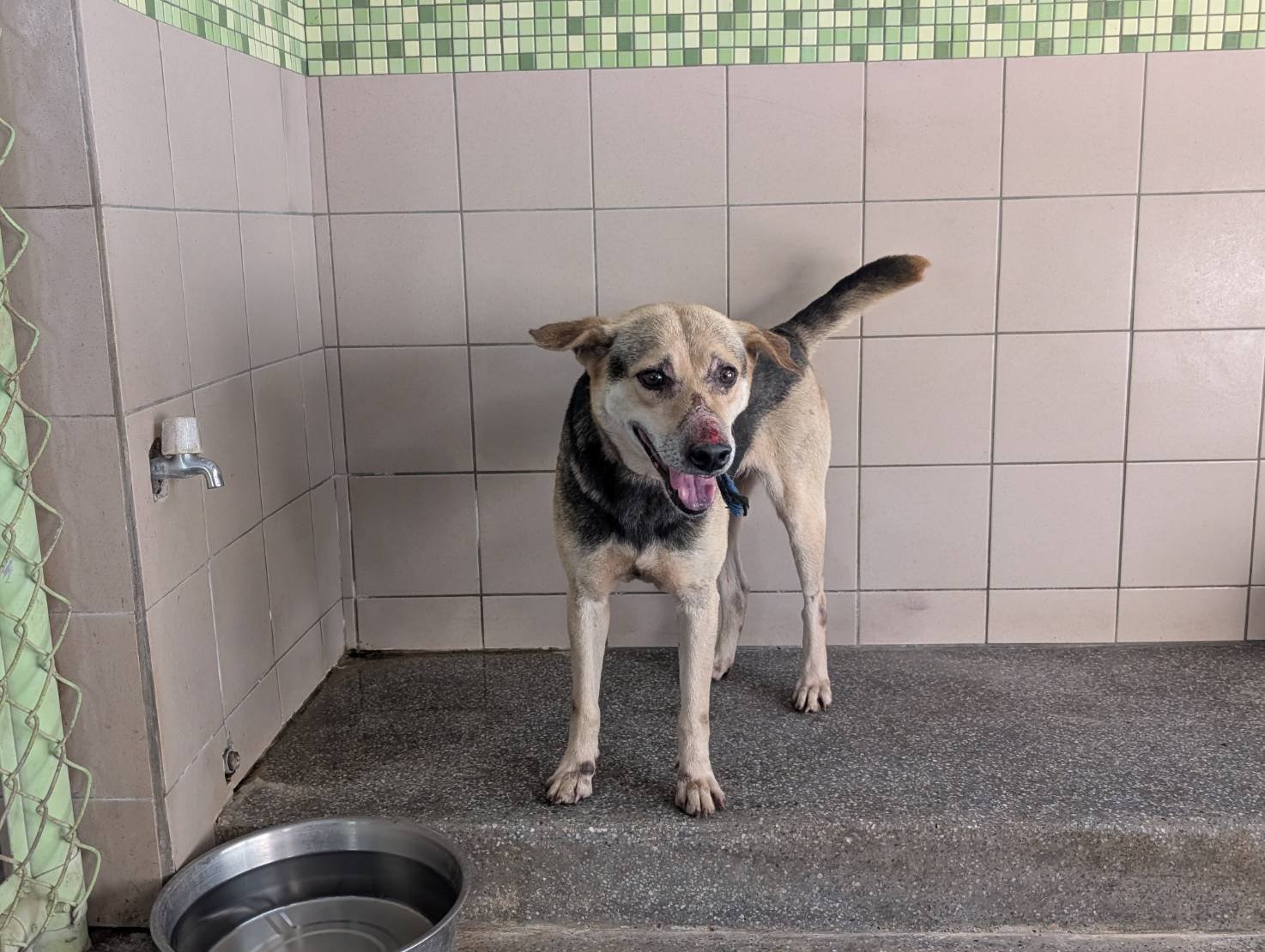 混種犬