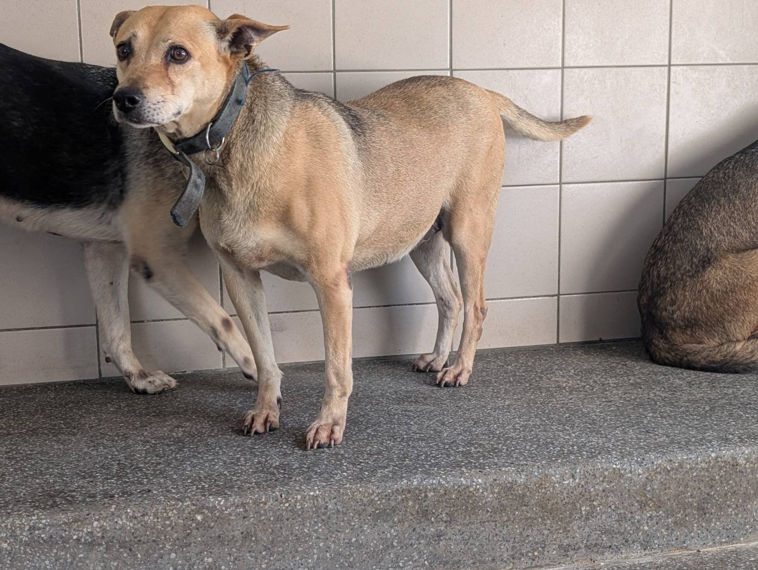 混種犬