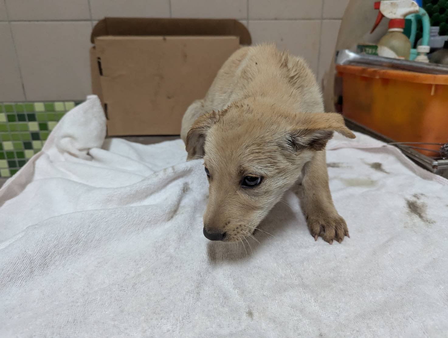 混種犬