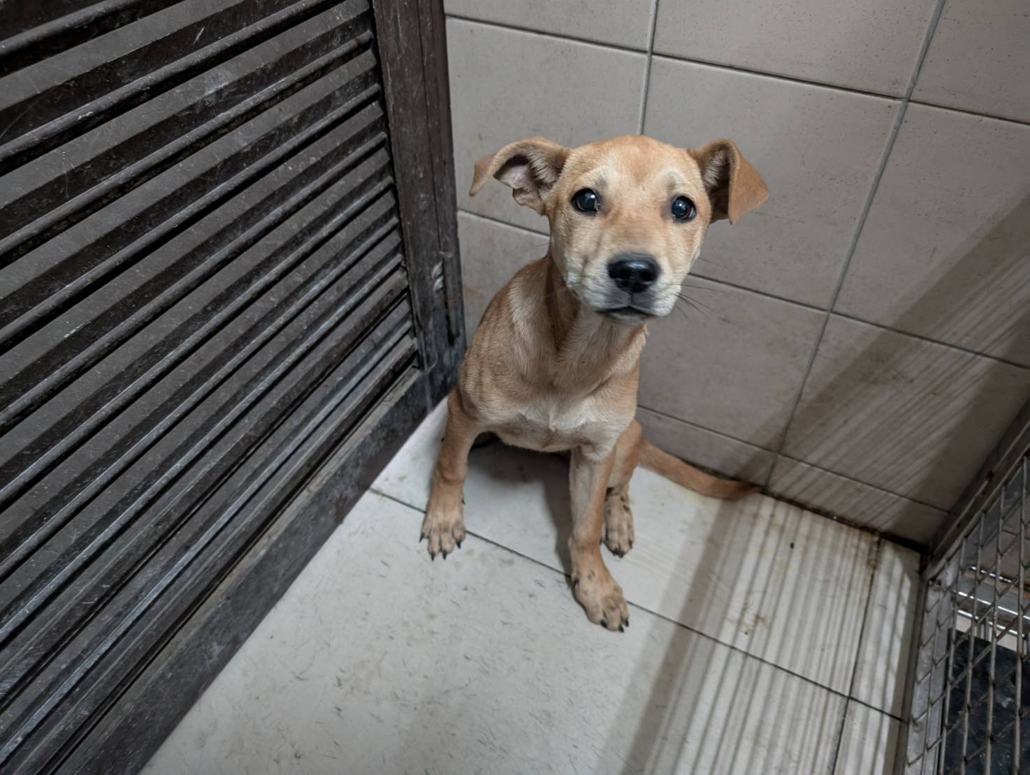 混種犬