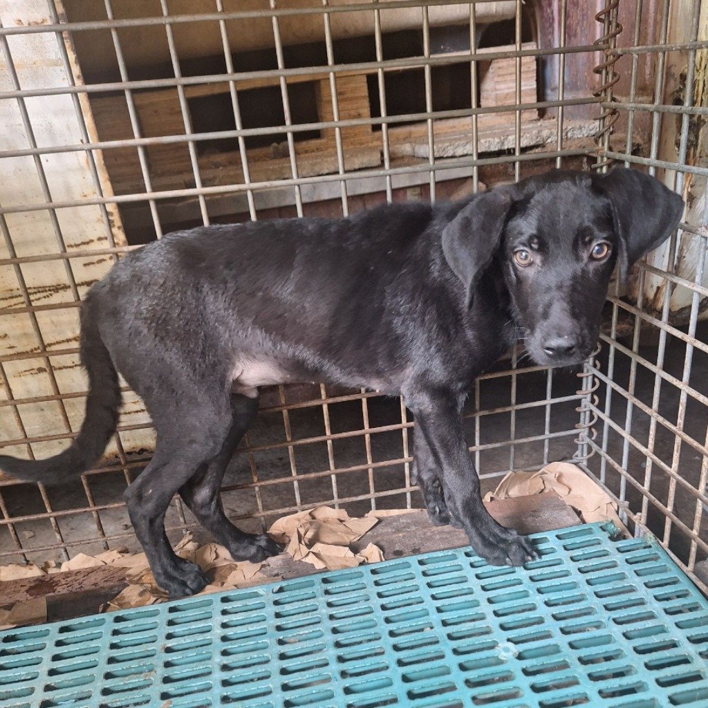 混種犬