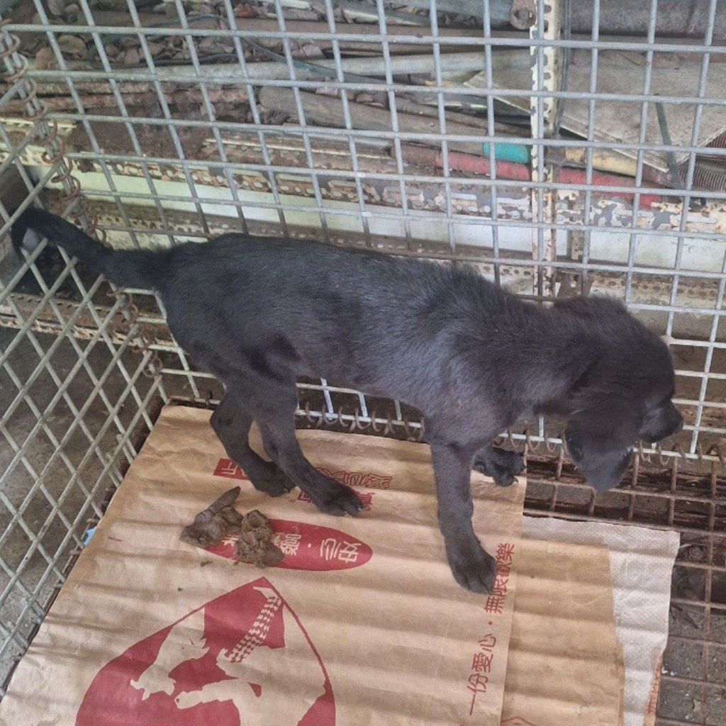 混種犬