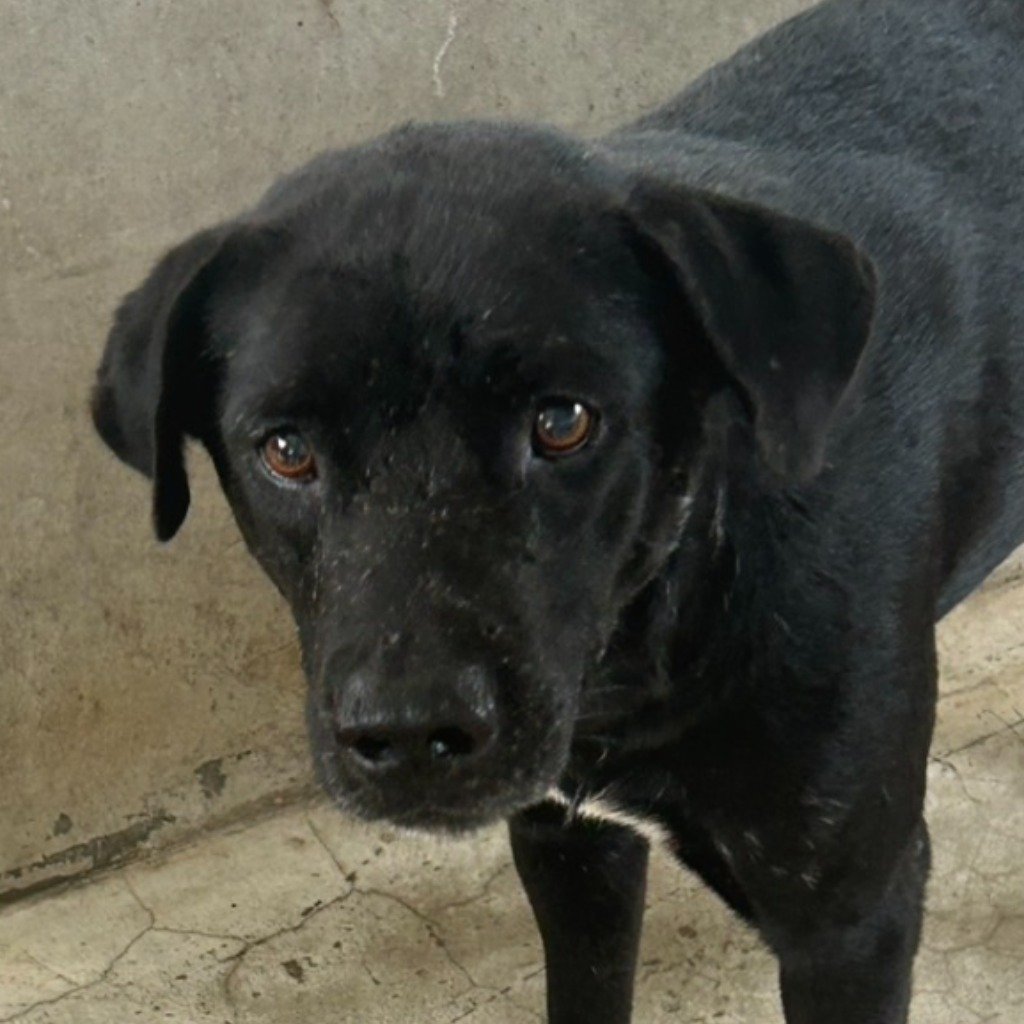 混種犬