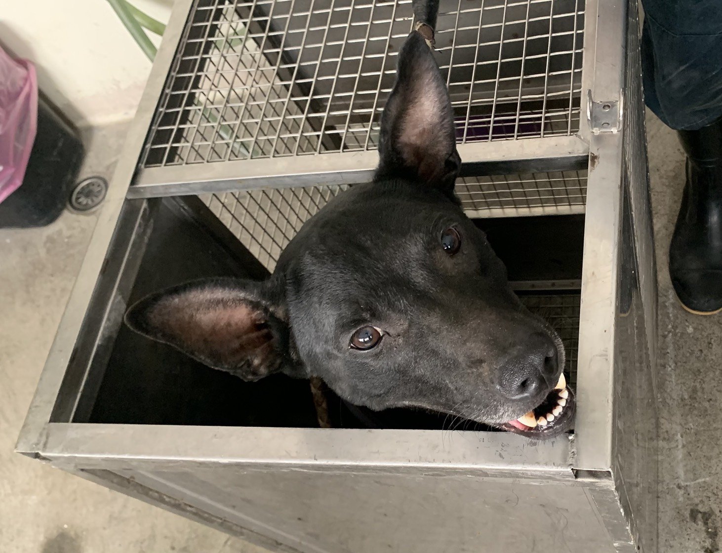 混種犬