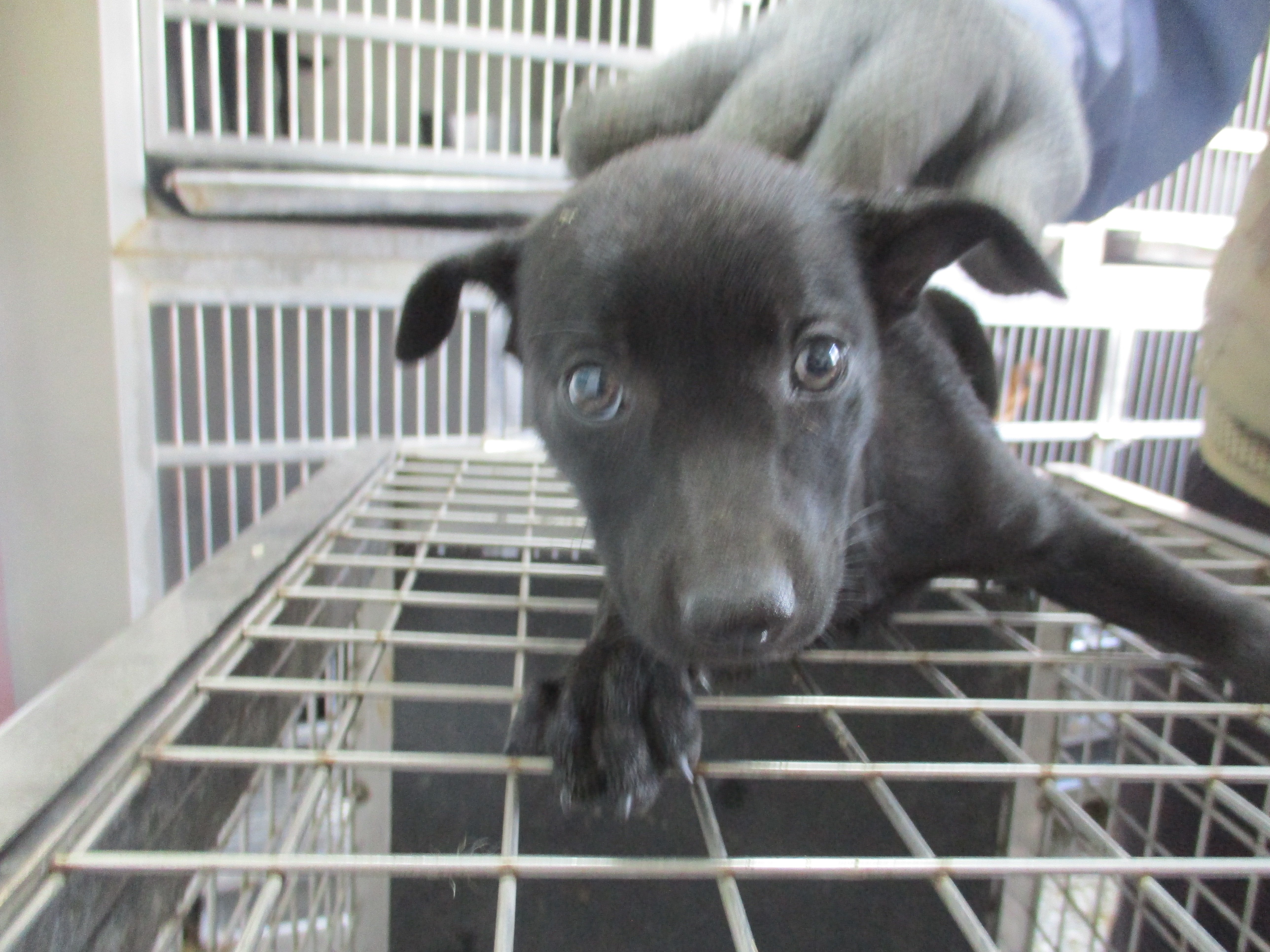 混種犬