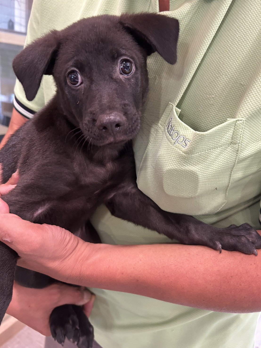 混種犬