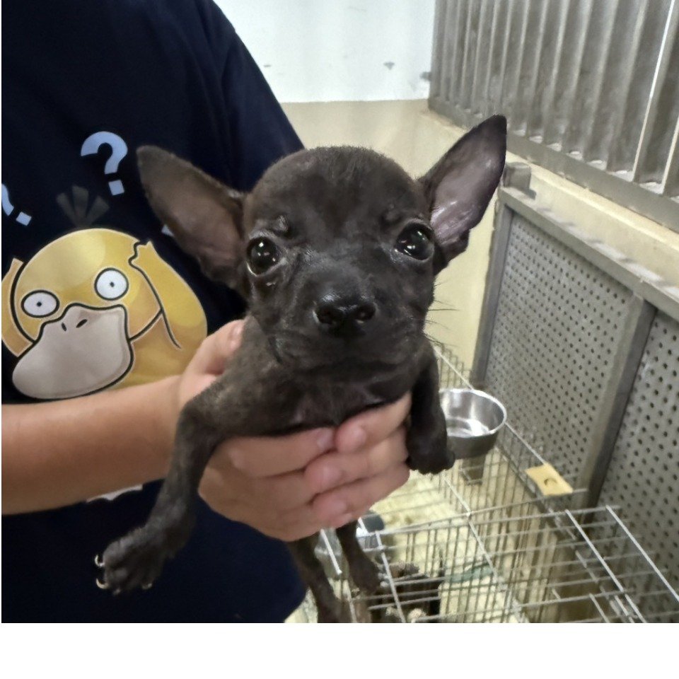混種犬