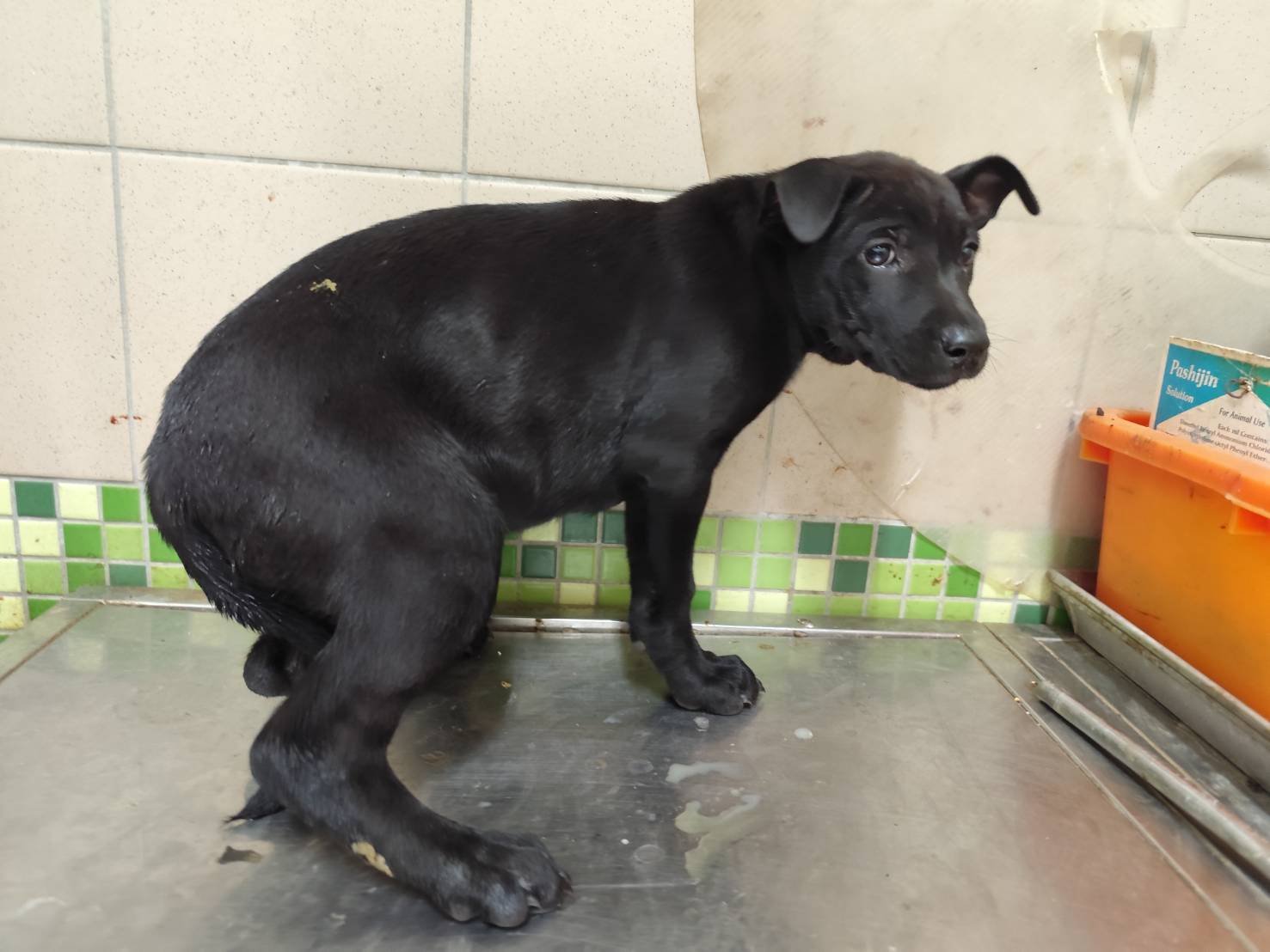 混種犬