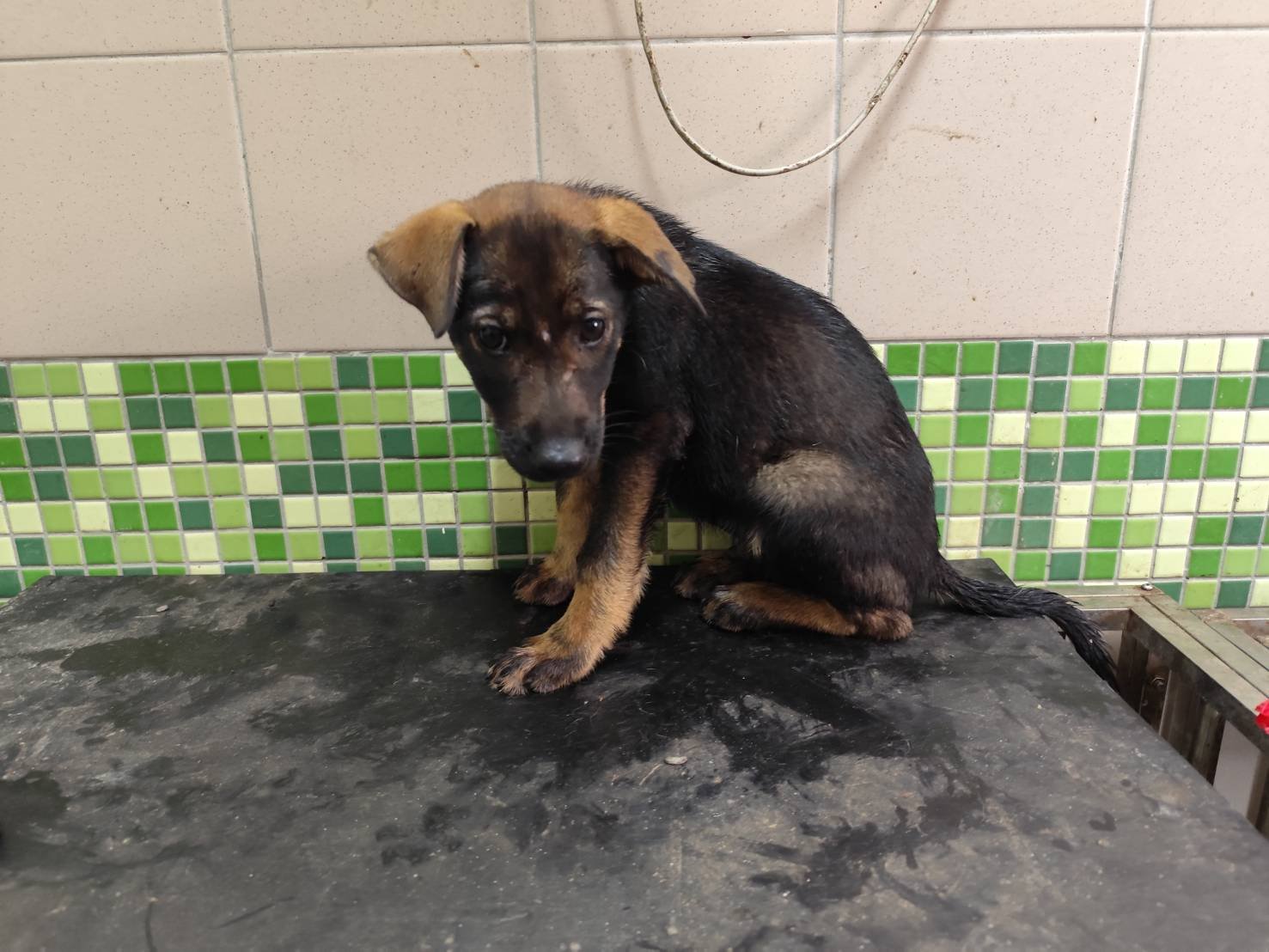 混種犬