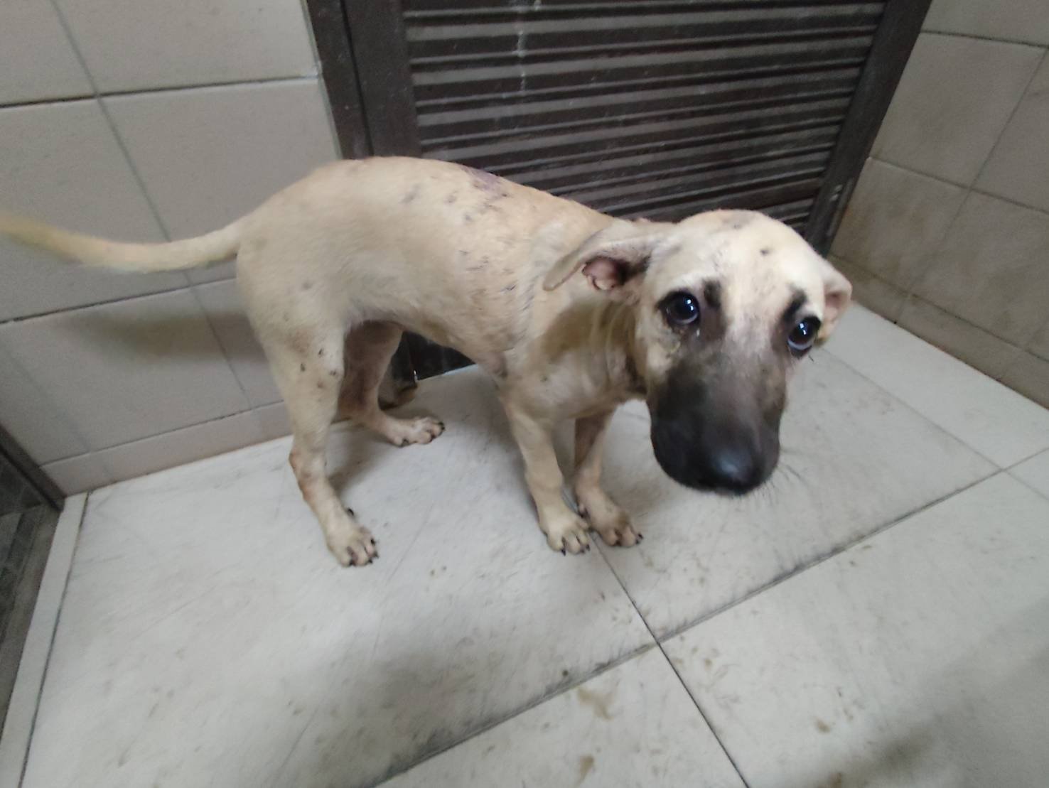 混種犬