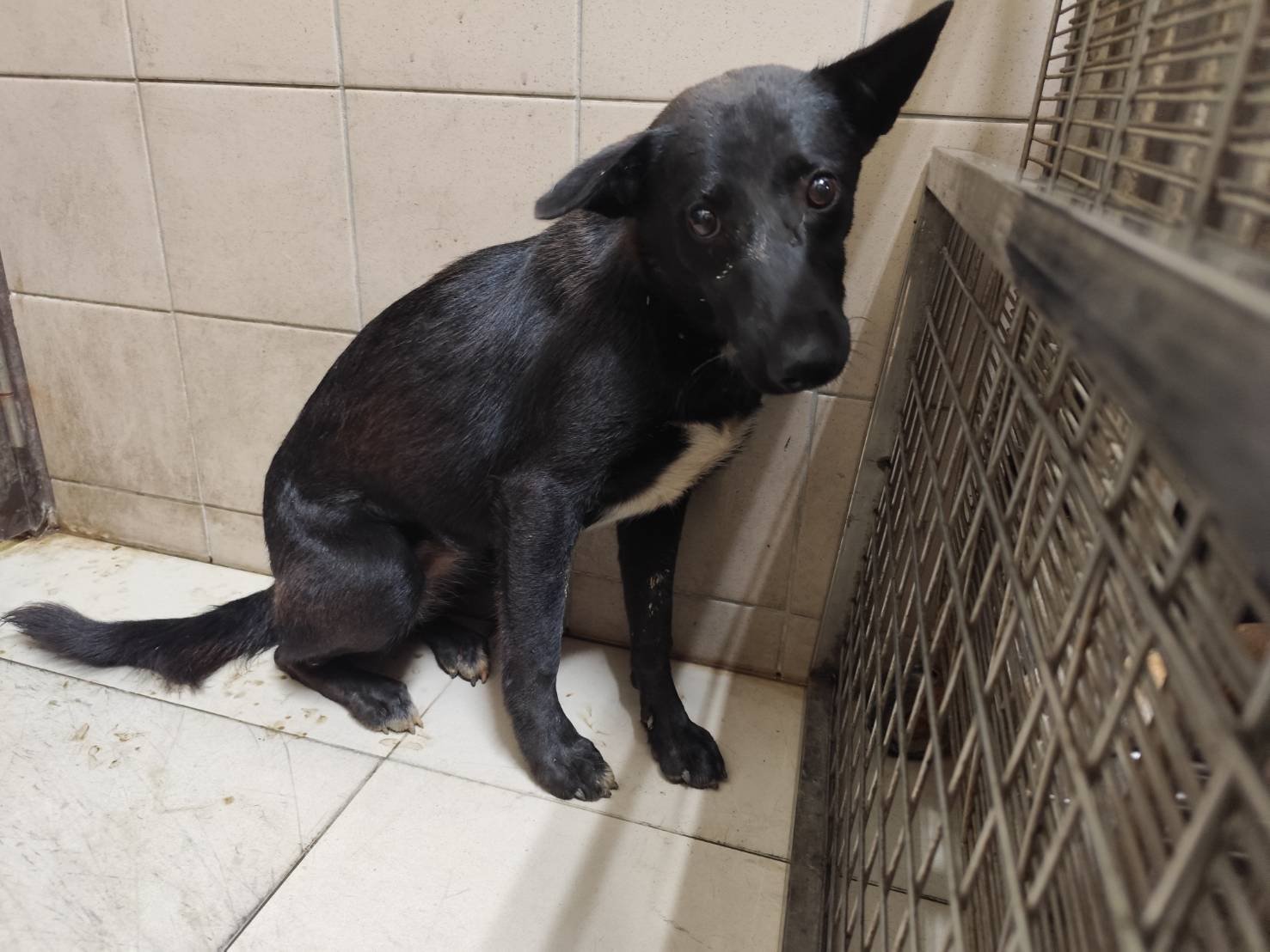 混種犬