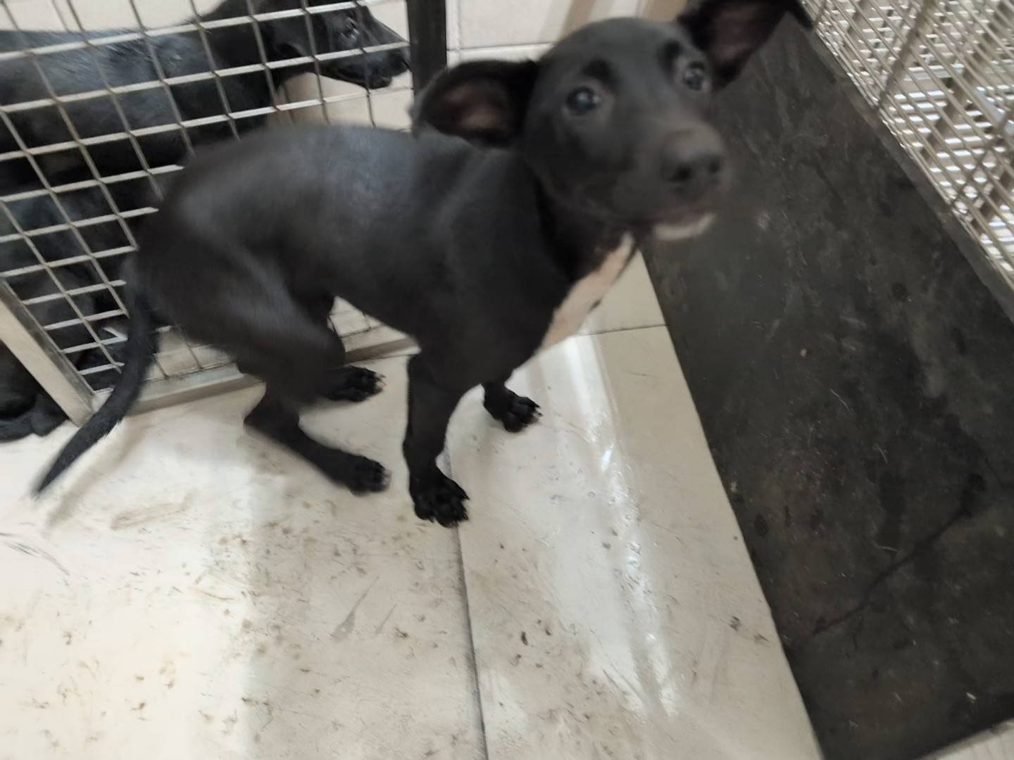 混種犬