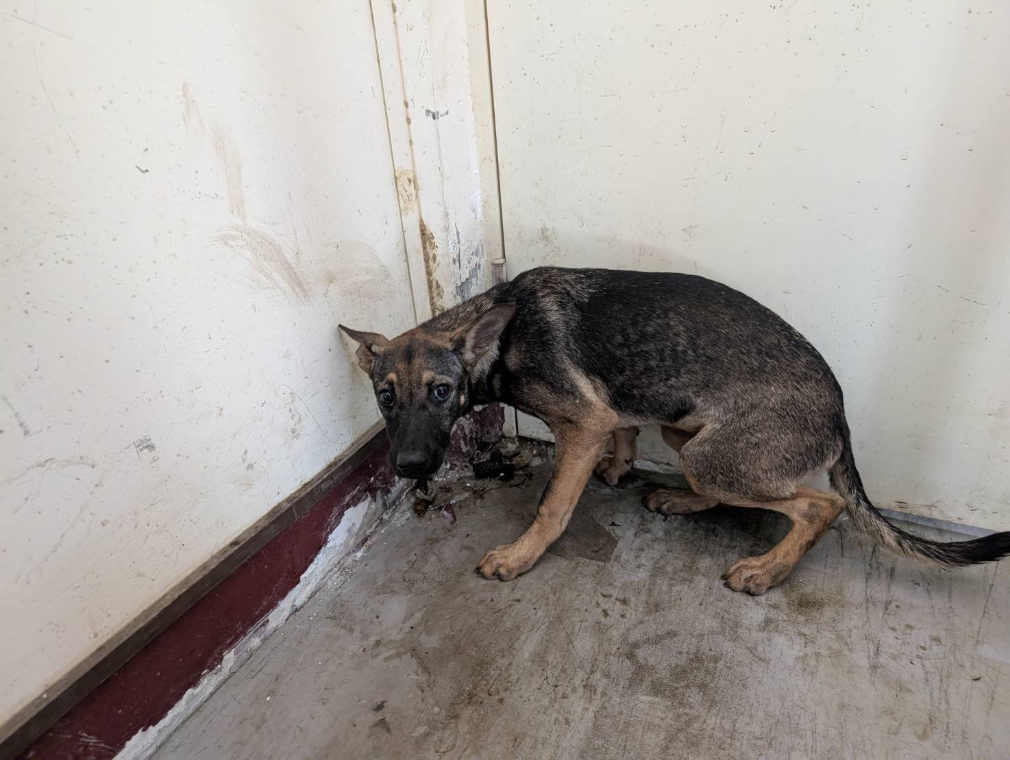 混種犬