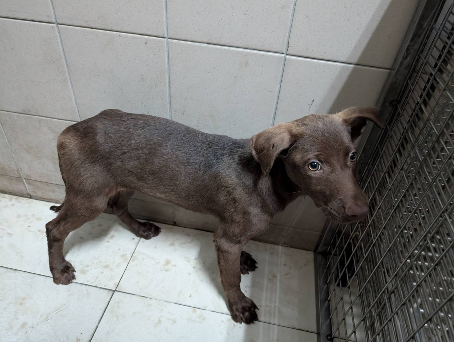 混種犬