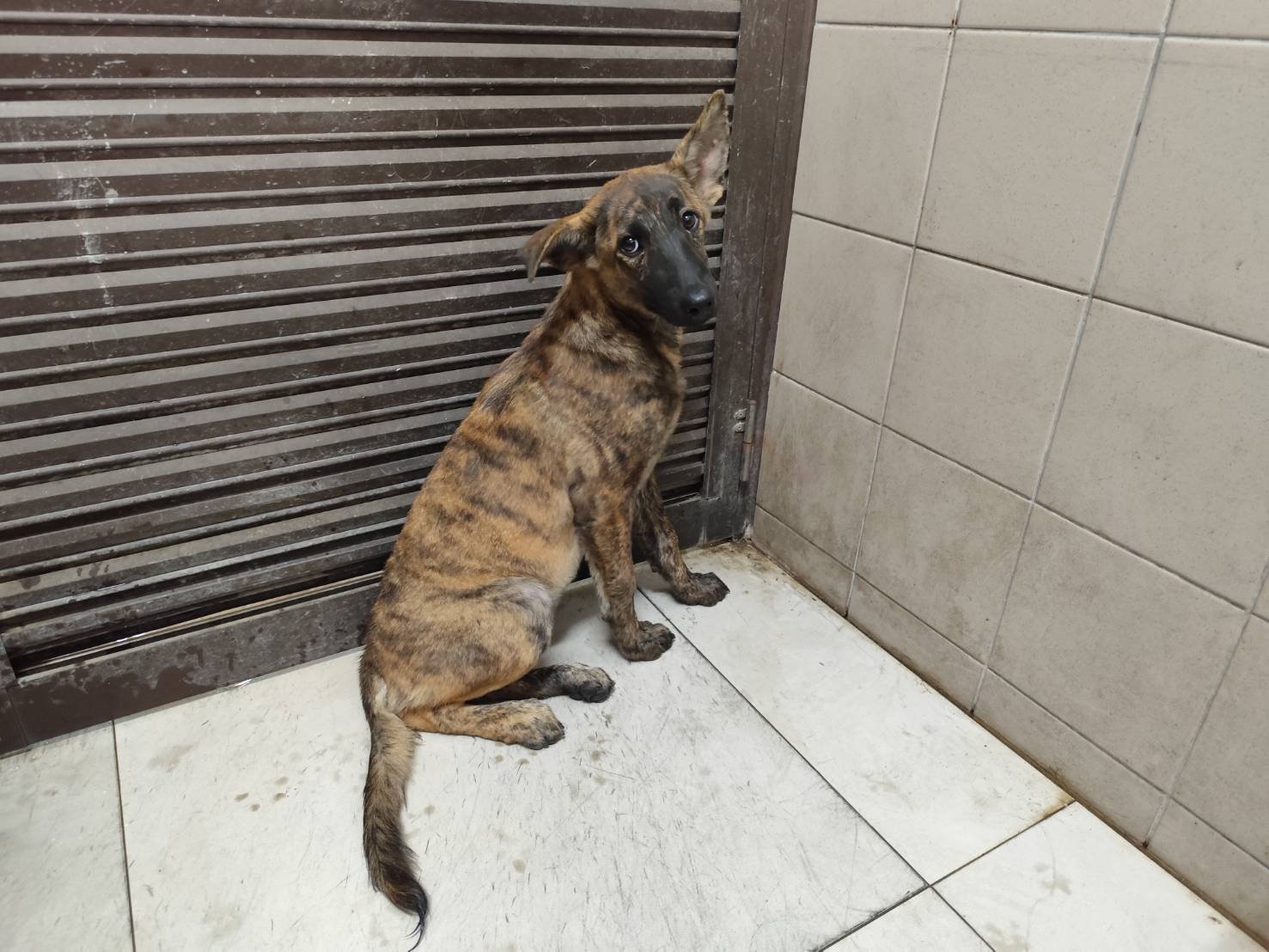 混種犬