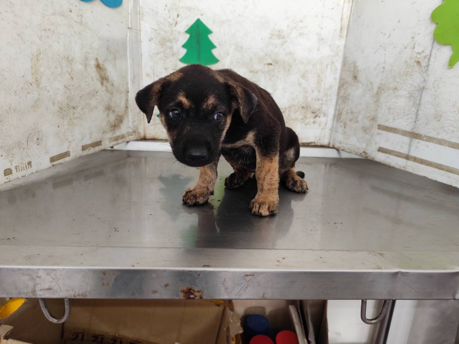 混種犬