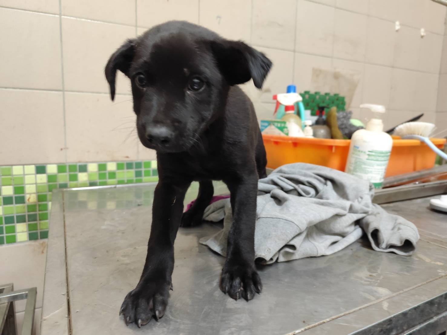 混種犬
