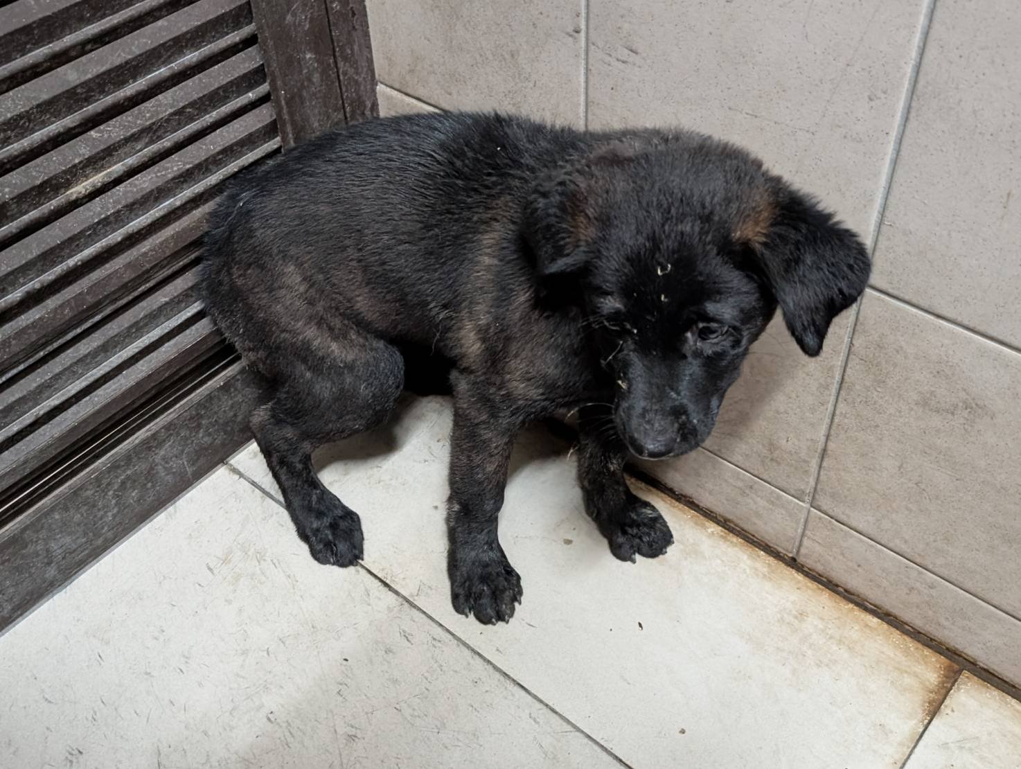 混種犬