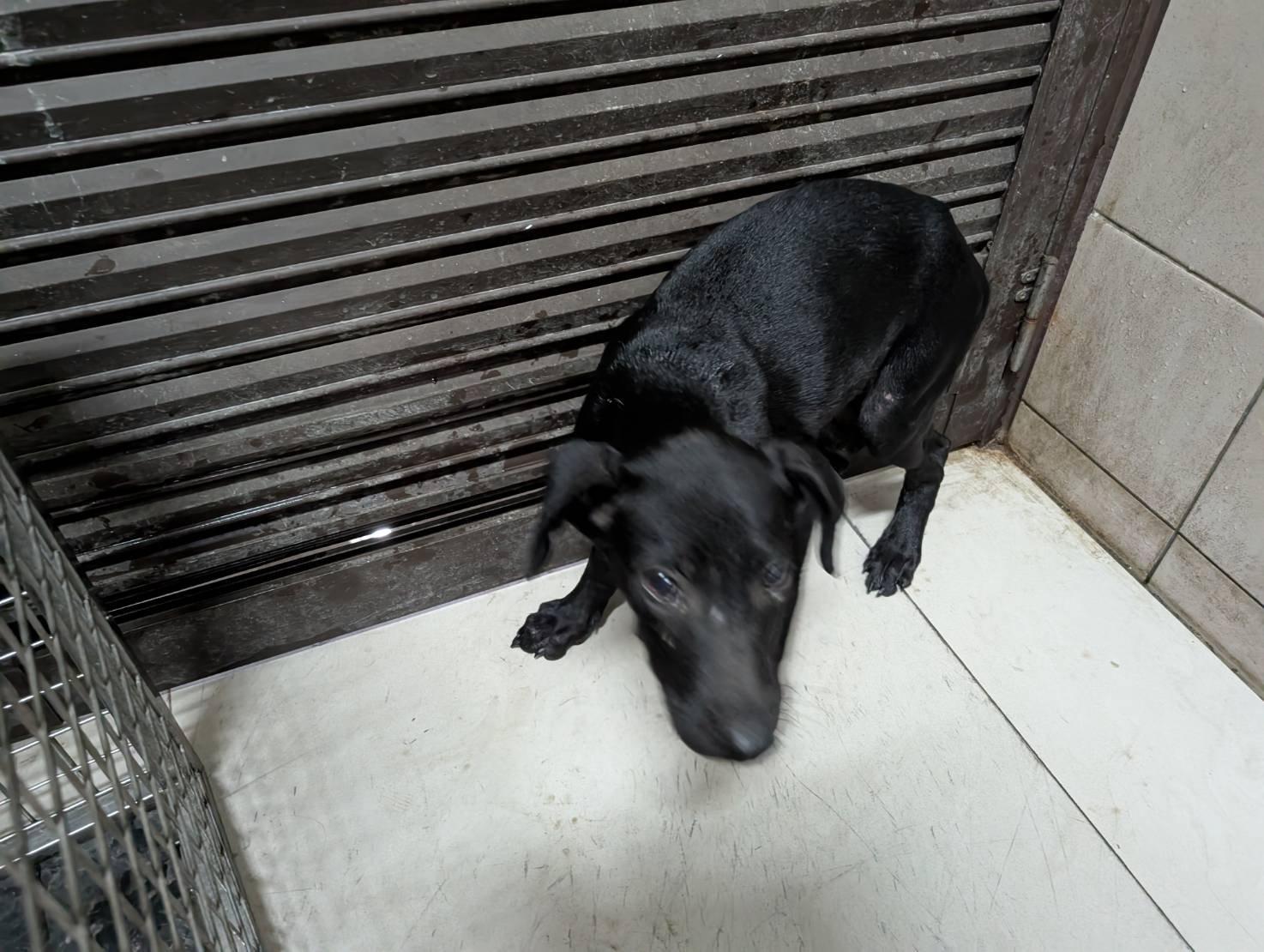 混種犬