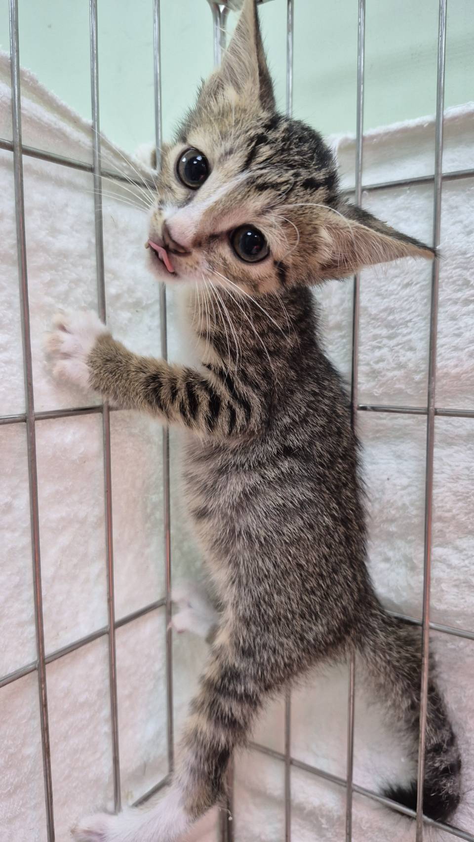 混種貓