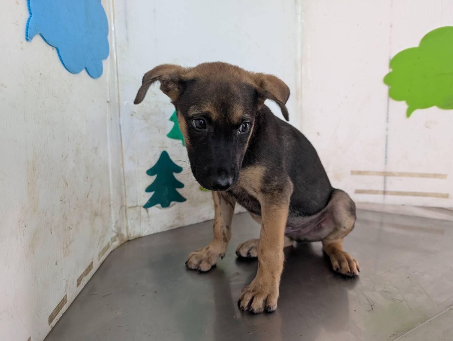 混種犬