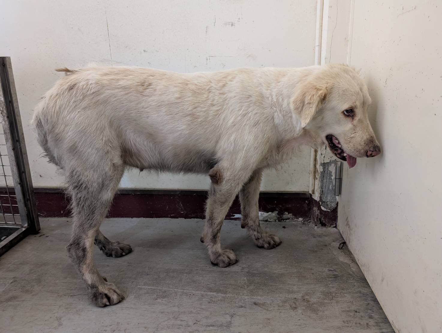 混種犬