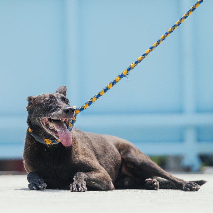 混種犬