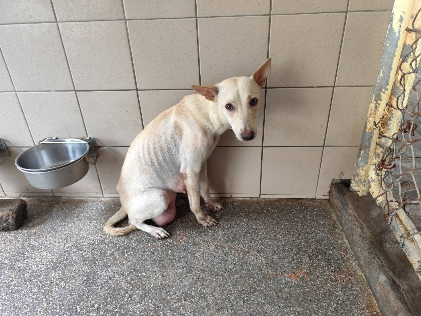 混種犬