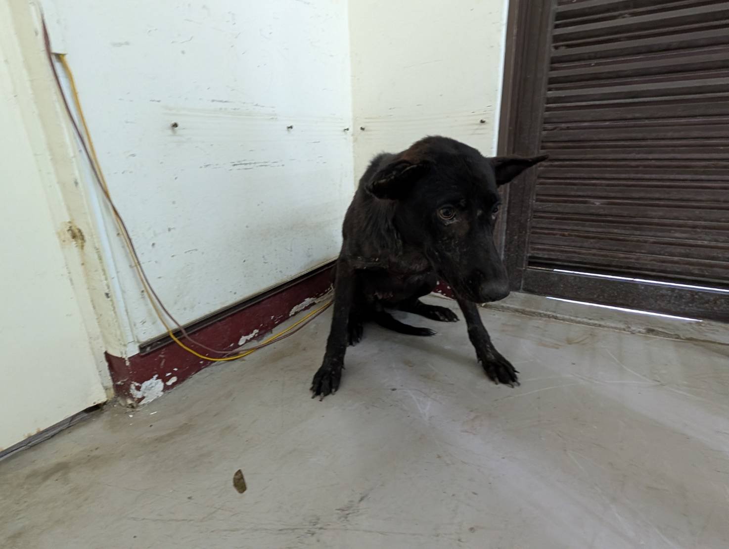 混種犬