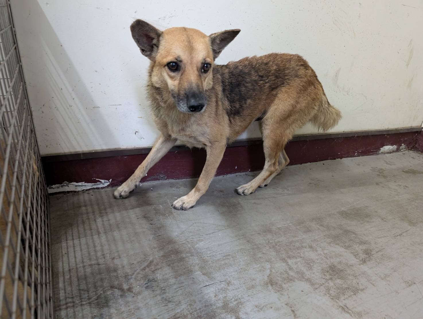 混種犬