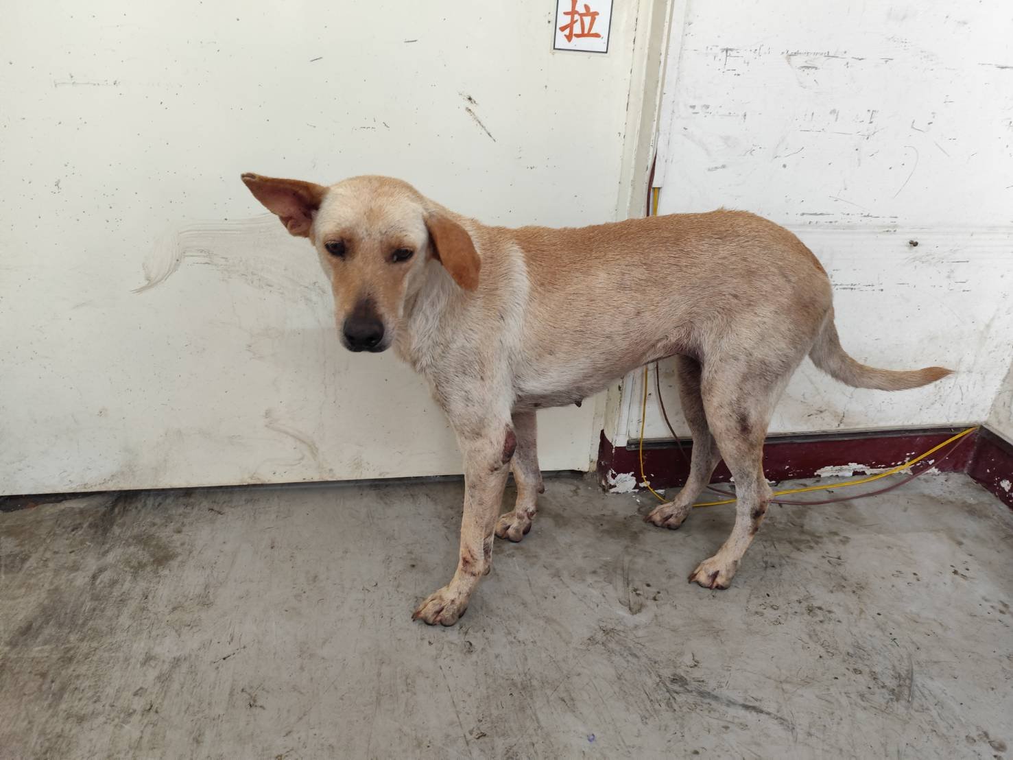 混種犬