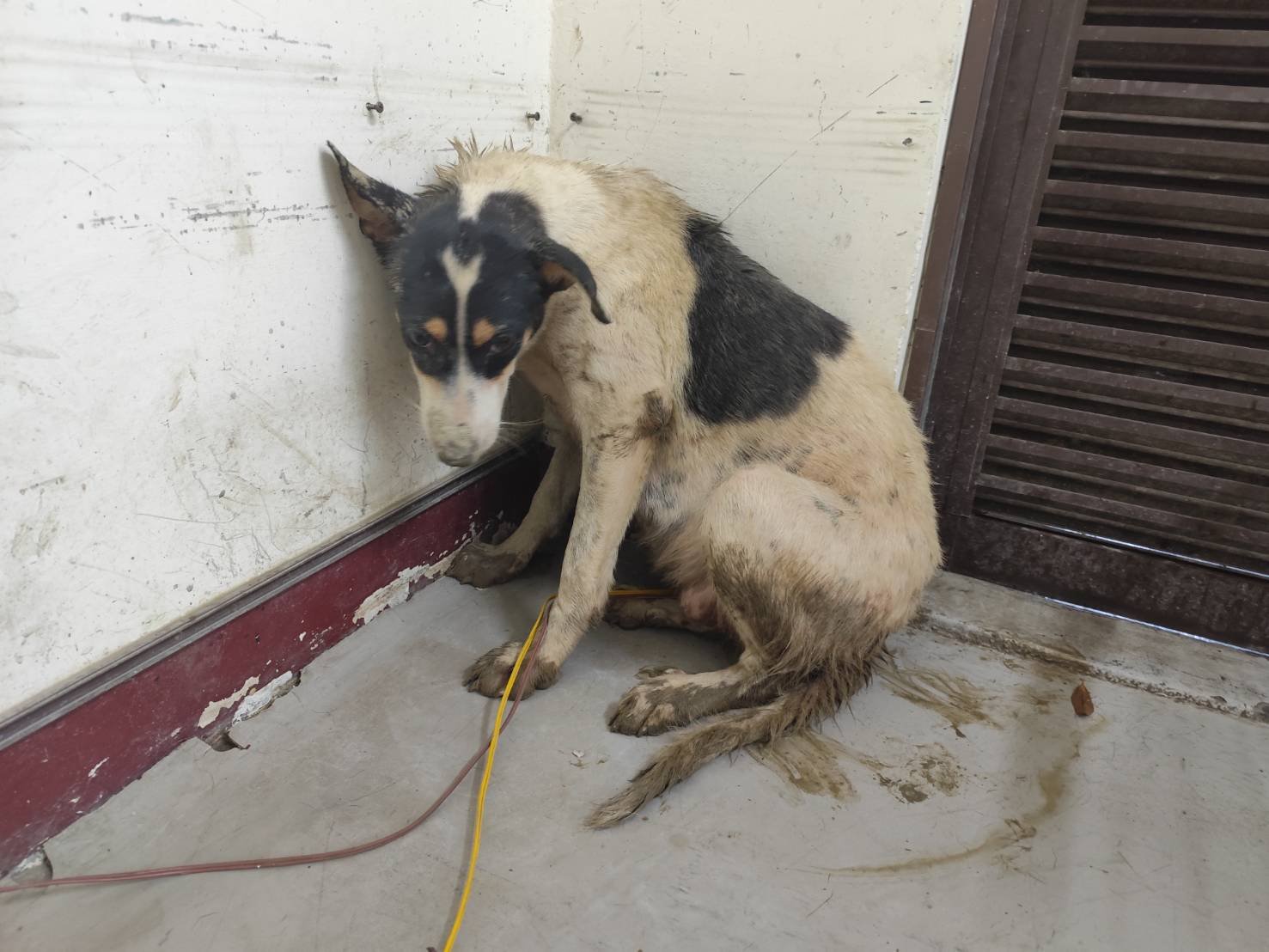 混種犬